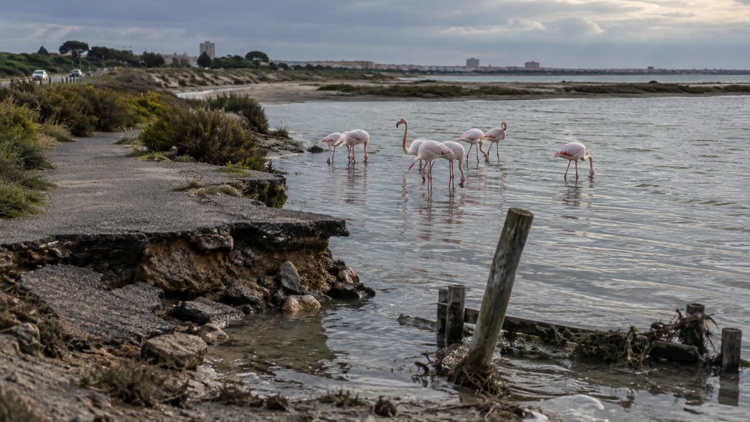 Flamants roses dans une lagune peu profonde du littoral méditerranéen, avec un sentier côtier partiellement effacé en arrière-plan, sous une lumière blanche.