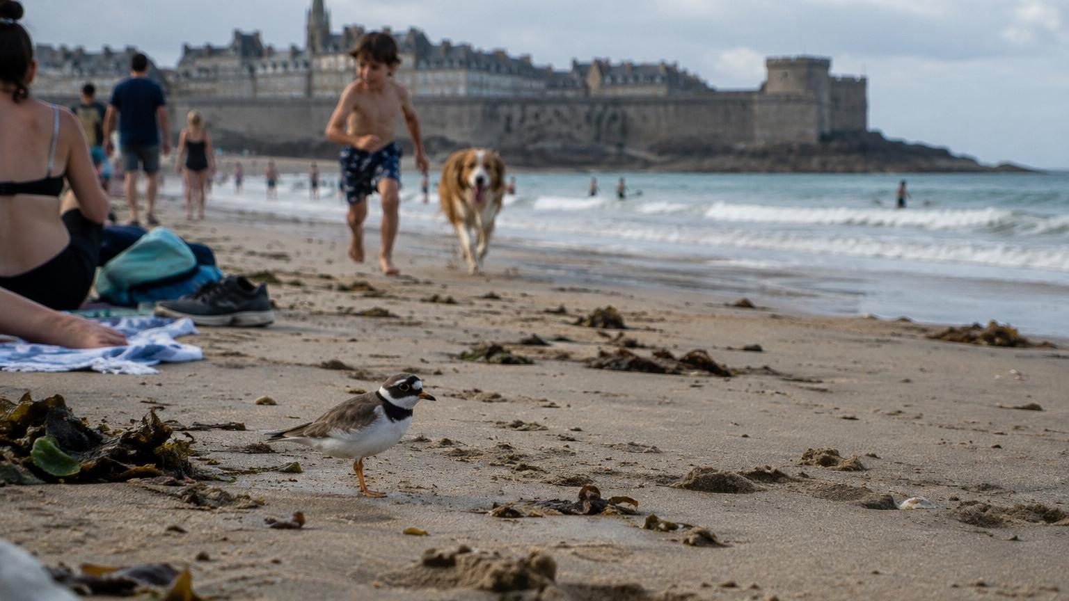 Un gravelot à collier interrompu trottinant sur le sable mouillé d'une plage entre les serviettes de baigneurs, symbolisant la cohabitation fragile entre tourisme et protection des espèces nichant sur le littoral malouïn.