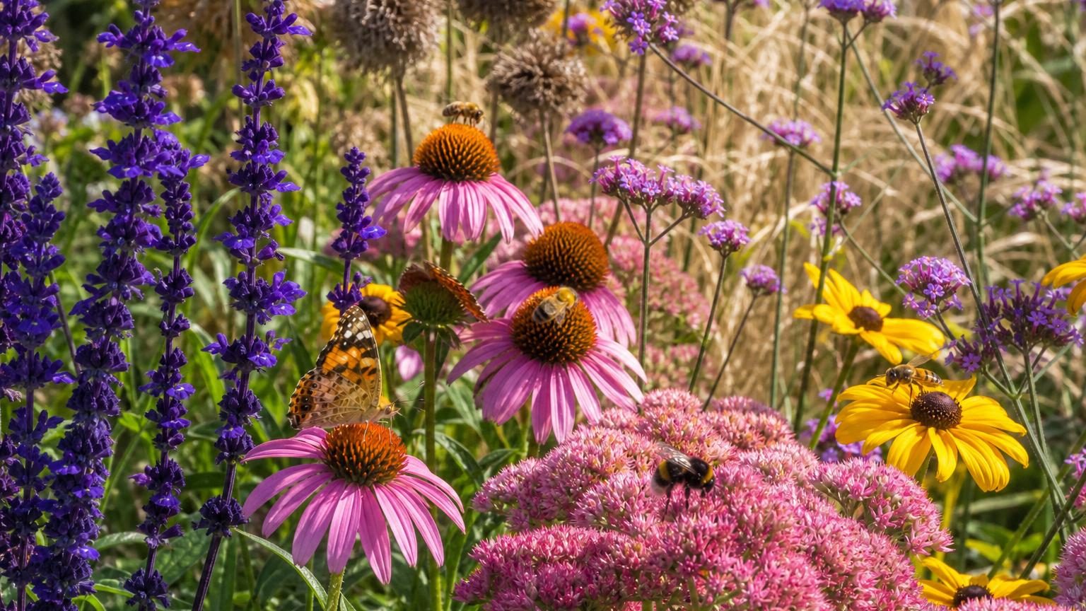 Massif de vivaces colorées en fleur avec papillons et abeilles, montrant la diversité des formes florales: épis violets, ombelles jaunes et capitules roses.