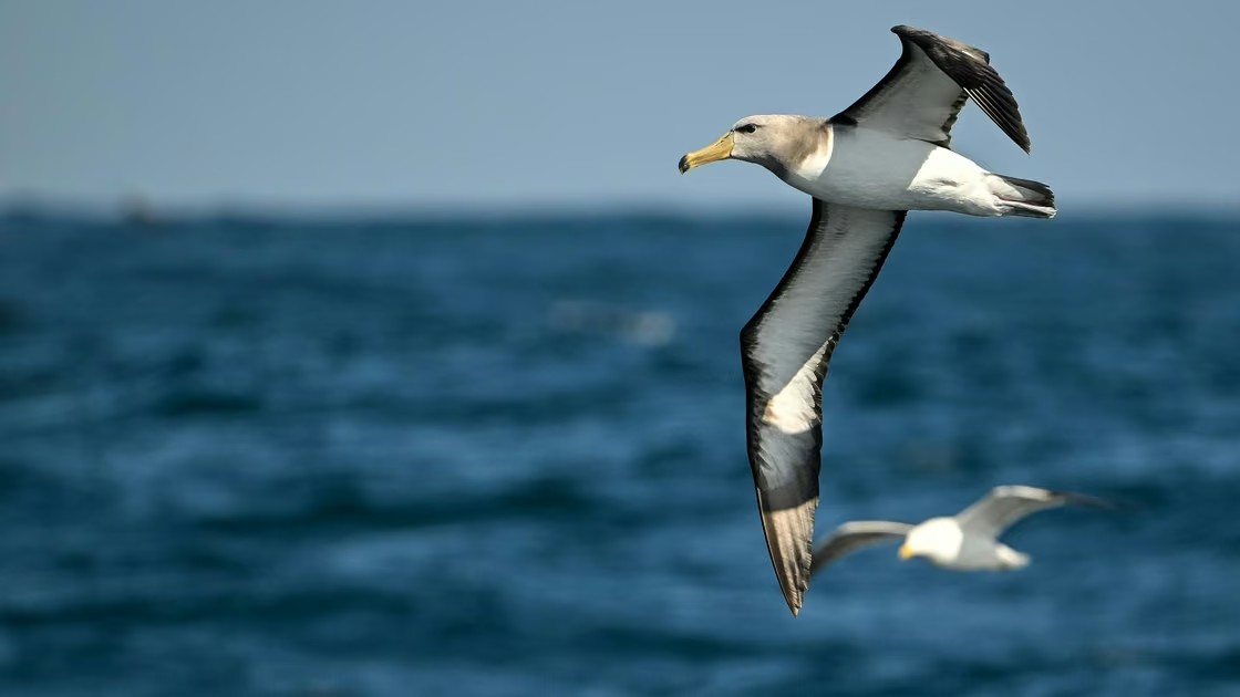 Un albatros gris et blanc au plumage caractéristique, portant un anneau métallique à la patte, sur un nid rocailleux de l'atoll de Midway