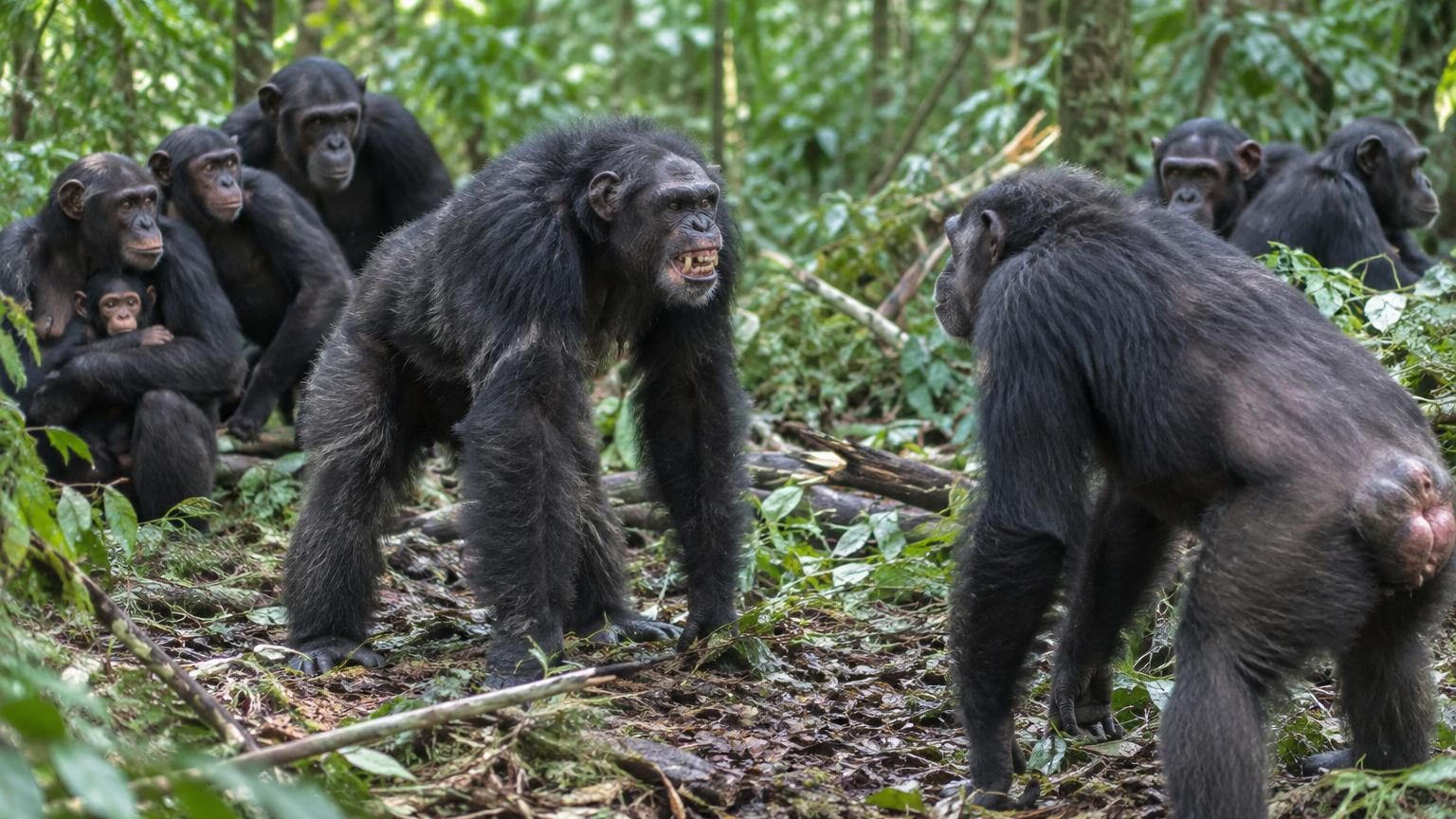 Deux groupes de chimpanzés face à face dans une forêt, illustrant la séparation en conflit de la communauté de Ngogo en Ouganda.
