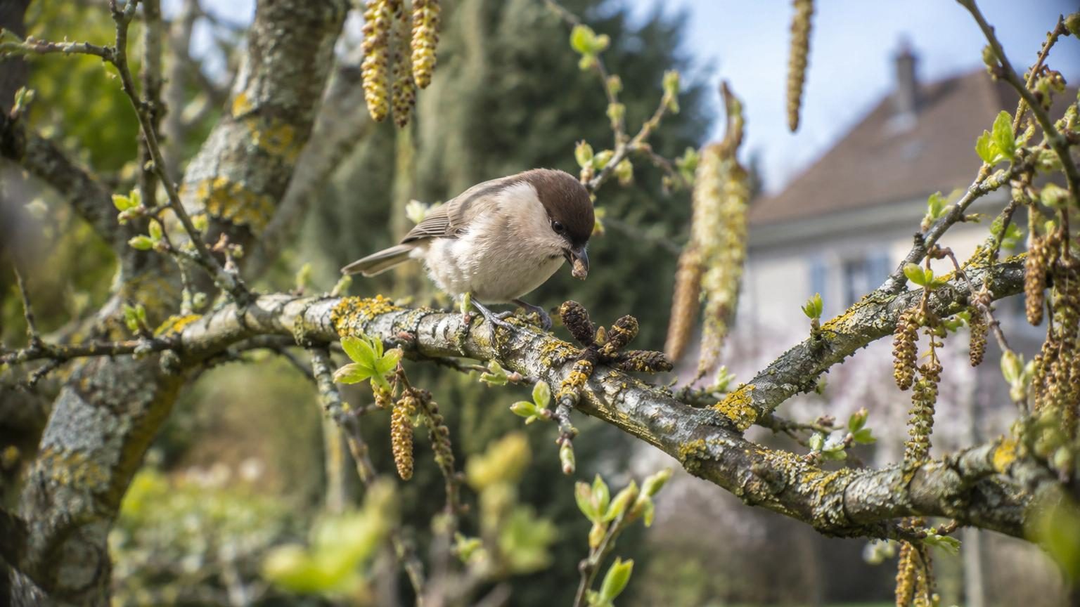 Attirer la mésange nonnette au jardin : ce n'est pas un nichoir qu'il faut, mais cet arbre précis