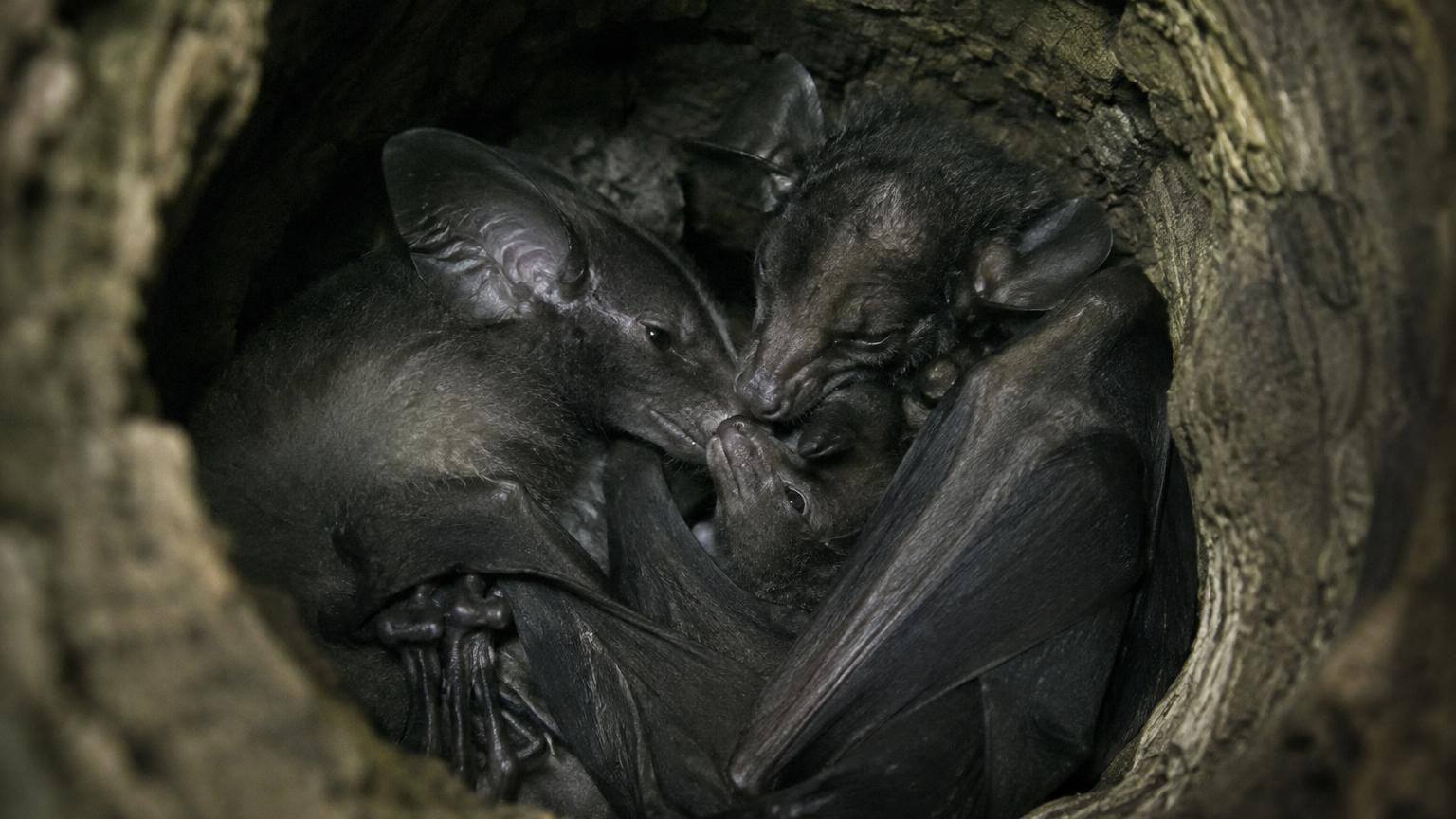 Au Costa Rica, des scientifiques filment la plus grande chauve-souris du monde : ce qu'elle fait avec sa famille n'avait jamais été observé