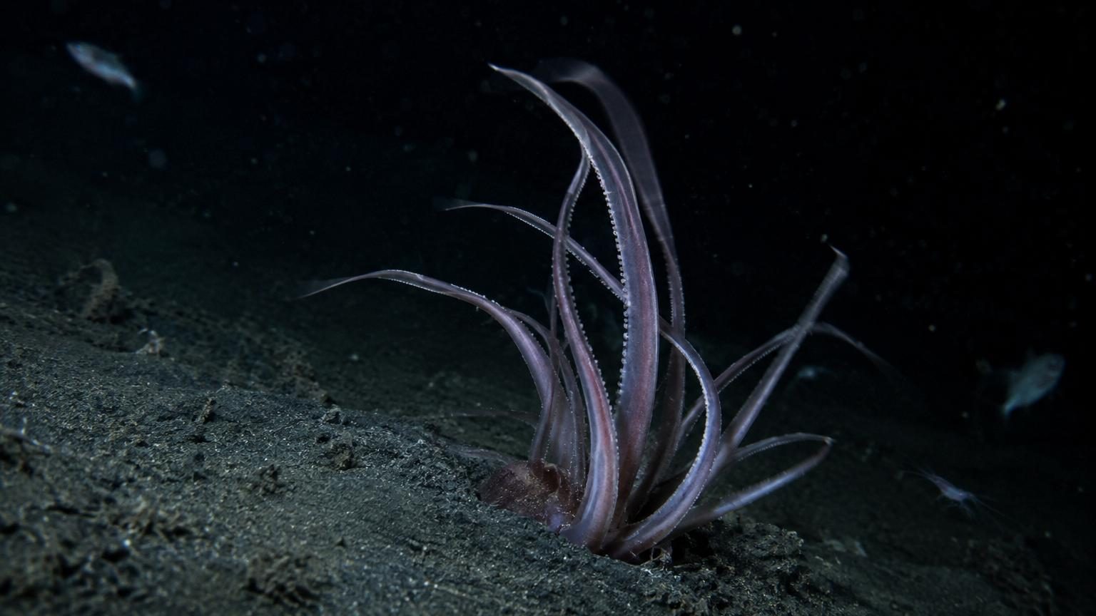 Ce calmar s'enterre dans le sable et agite ses tentacules comme une plante : les caméras révèlent enfin pourquoi