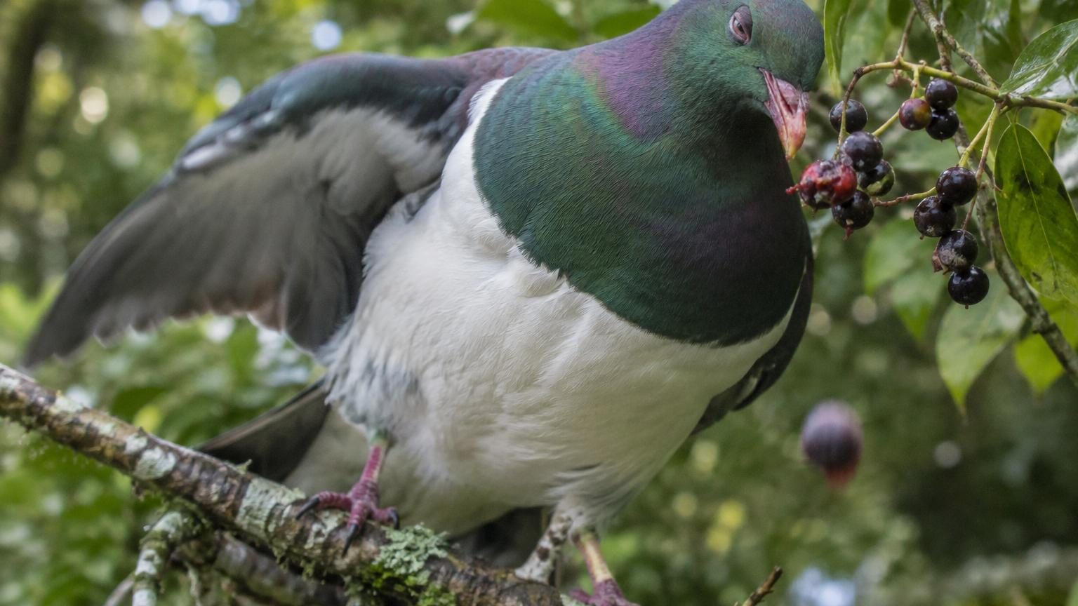 Ce pigeon de Nouvelle-Zélande se gave de fruits fermentés : il finit ivre et tombe des arbres