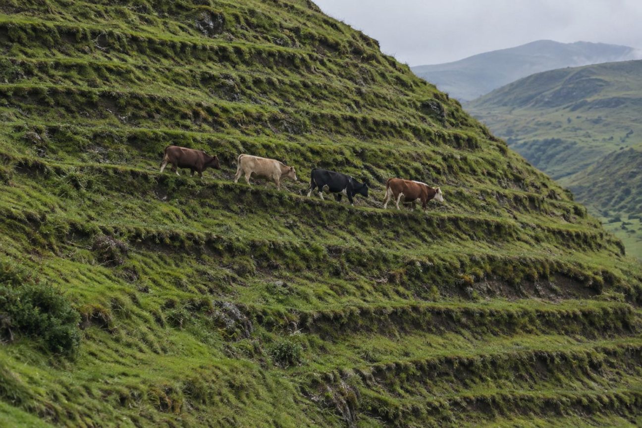 Ces étranges escaliers naturels sur les collines intriguaient depuis des décennies : ce ne sont ni des glissements de terrain ni l'érosion