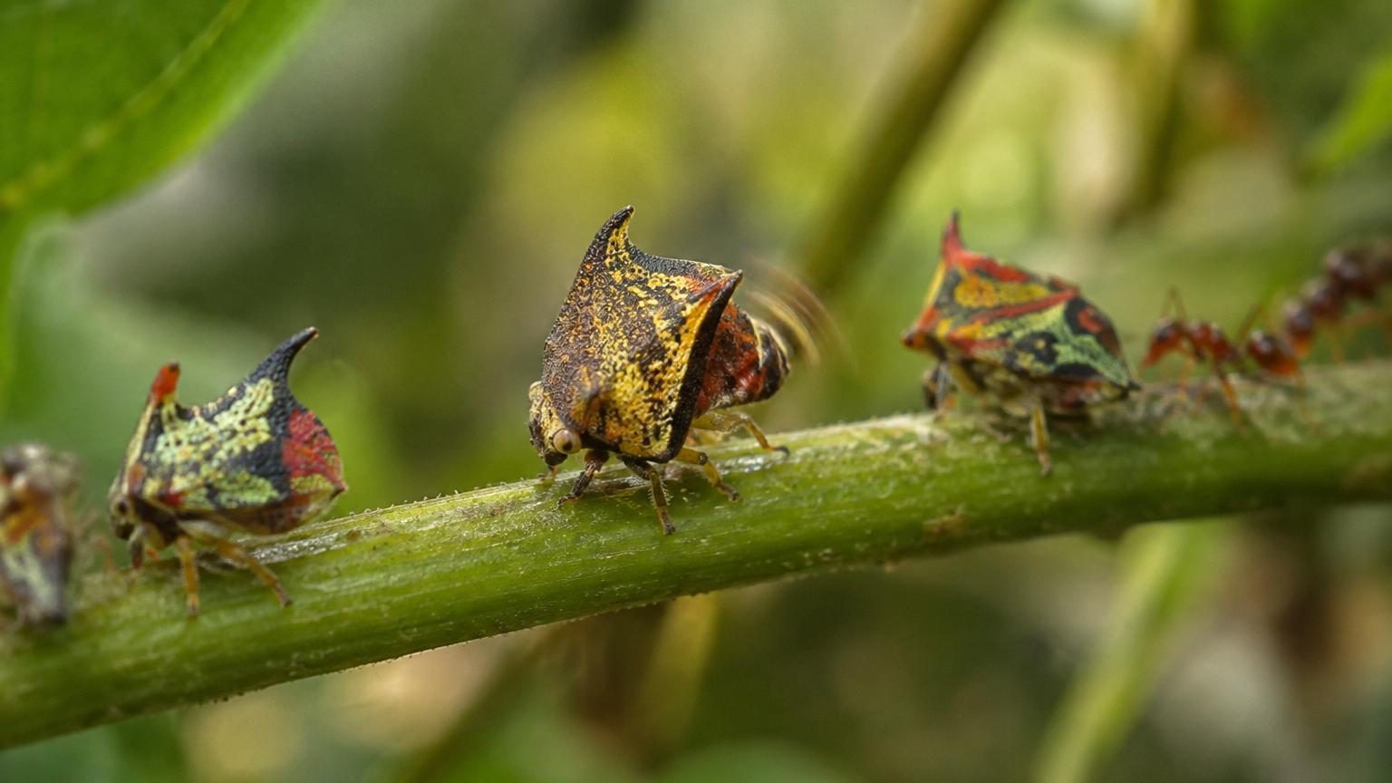 Ces insectes envoient des « messages » en tapant sur les tiges des plantes : ce langage secret est compris par d'autres espèces