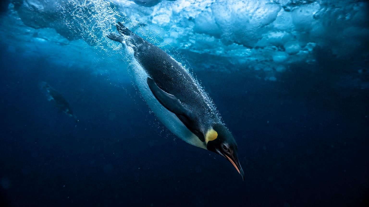 Cet oiseau plonge à 564 mètres sans respirer pendant près de 30 minutes : les scientifiques ont enfin compris comment il survit