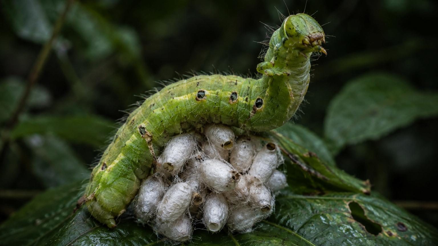 Cette guêpe dévore la chenille de l'intérieur, puis la transforme en garde du corps : les scientifiques n'expliquent toujours pas comment