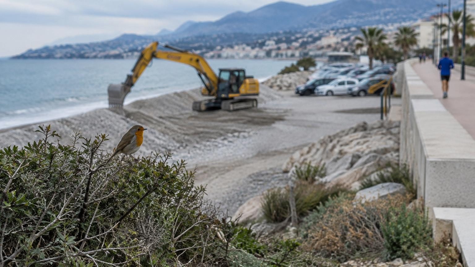 Chantier de ré-ensablement sur une plage avec pelleteuses chargeant du gravier, un goéland en vol au-dessus, et une zone de végétation sauvage côtière à proximité de structures artificielles.