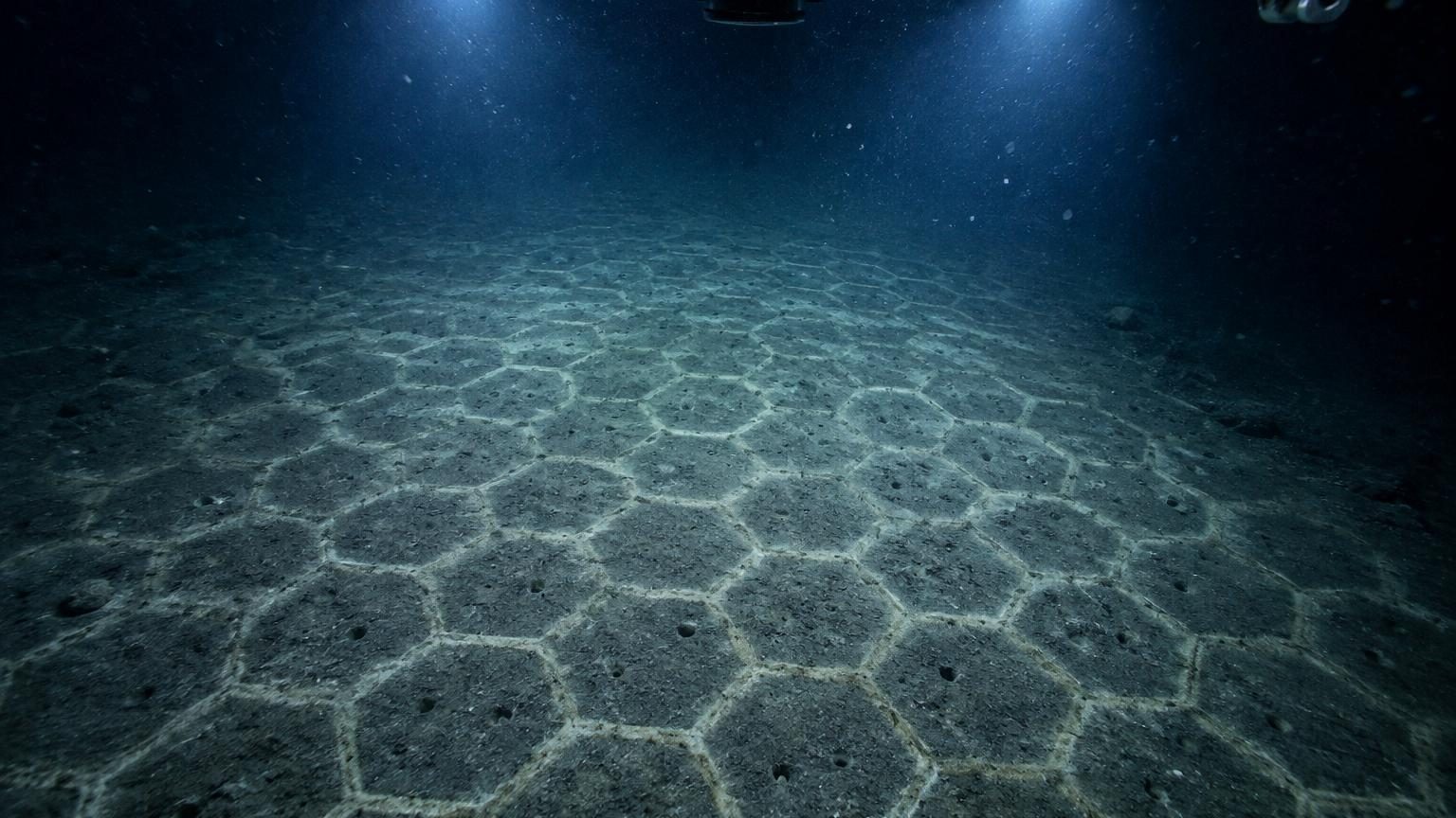 Depuis 530 millions d'années, il tisse des hexagones au fond des océans : les scientifiques n'ont jamais vu cet animal