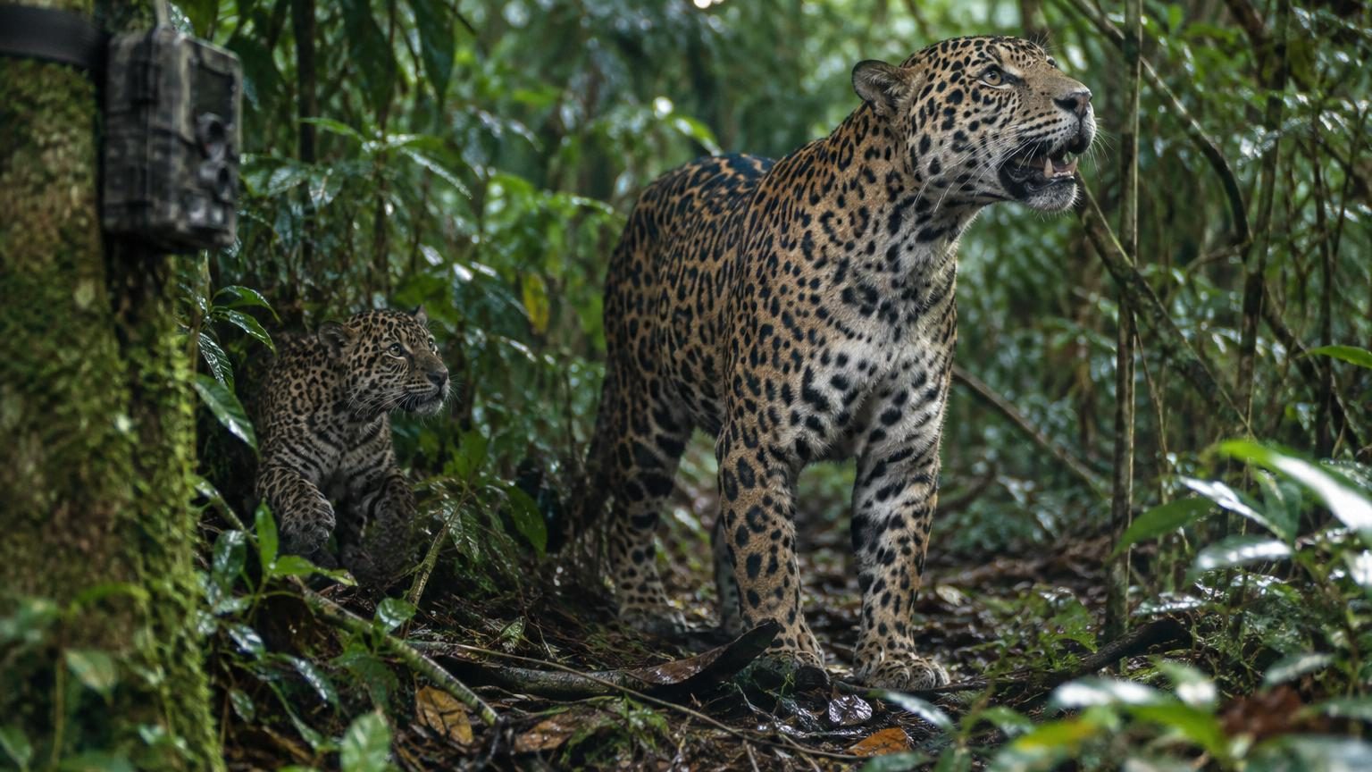 Des caméras filment des jaguars dans une forêt du Brésil : ce qu'elles ont enregistré n'est ni un rugissement ni un grognement