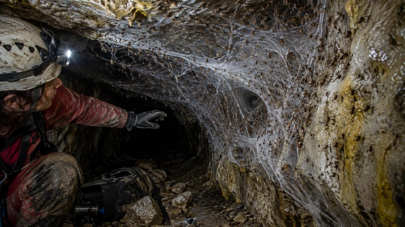 Des scientifiques découvrent la plus grande toile d'araignée du monde : 111 000 araignées y vivent ensemble à la frontière albano-grecque