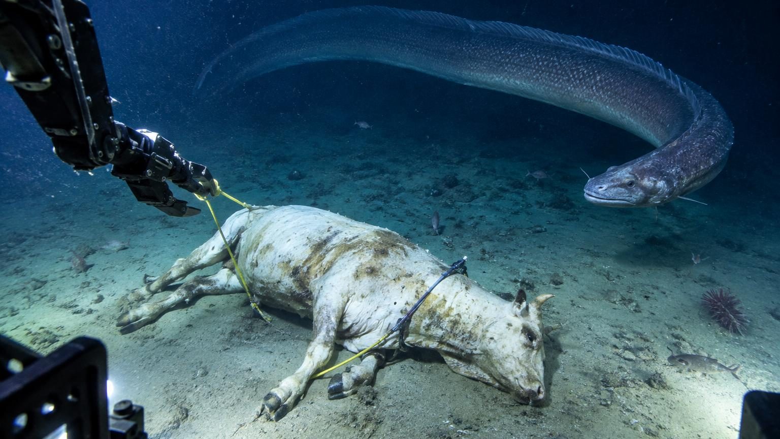Un requin dormeur du Pacifique de plusieurs mètres de long se nourrissant d'une carcasse de vache au fond de la mer de Chine méridionale à plus de 1 600 mètres de profondeur, dans l'obscurité totale.