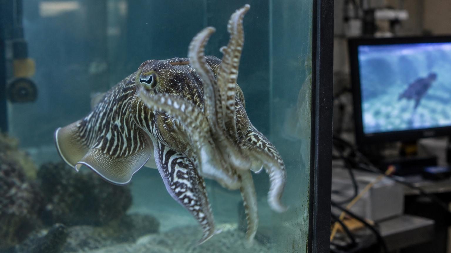 Des scientifiques diffusent une vidéo de seiches agitant leurs bras : ce qu'ils observent alors les stupéfie