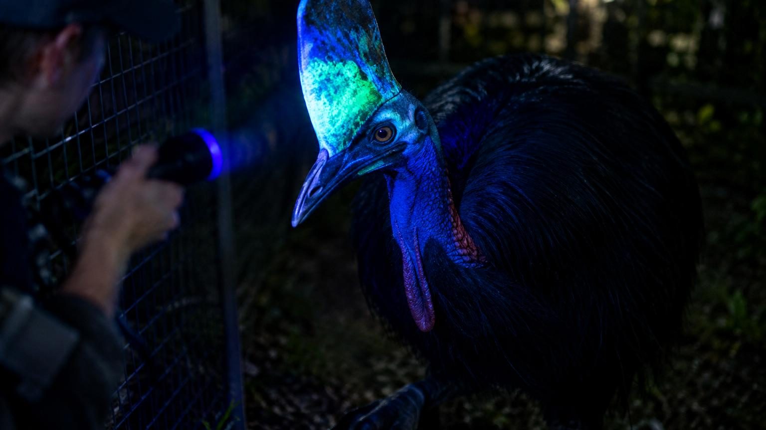 Des scientifiques éclairent l'oiseau le plus dangereux du monde aux UV : son casque terne se met à briller