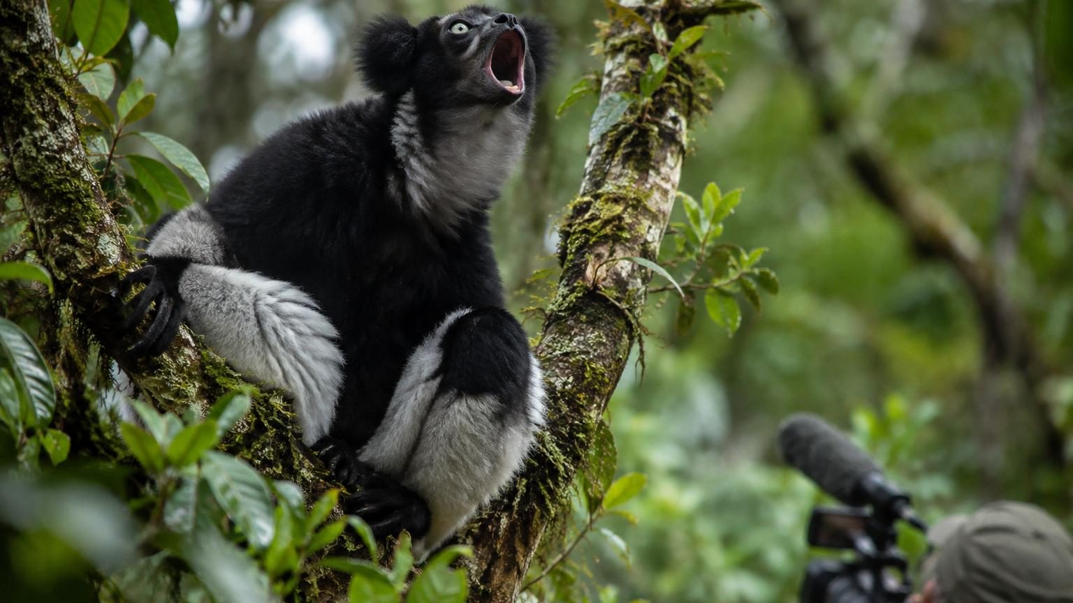 Des scientifiques filment 19 lémuriens sauvages à Madagascar : leur chant repose sur la même technique que les chanteurs d'opéra