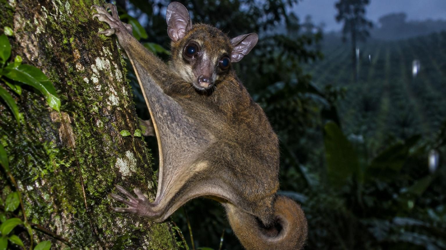 Disparu depuis 6 000 ans selon les scientifiques : ce petit marsupial planeur réapparaît vivant sur des photos prises en Nouvelle-Guinée
