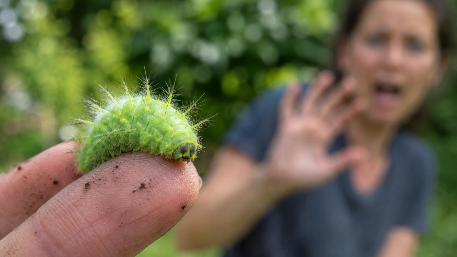 Détail de différentes espèces de chenilles urticantes colorées, avec leurs épines et poils venimeux visibles, illustrant la diversité des formes dangereuses décrites dans l'article.