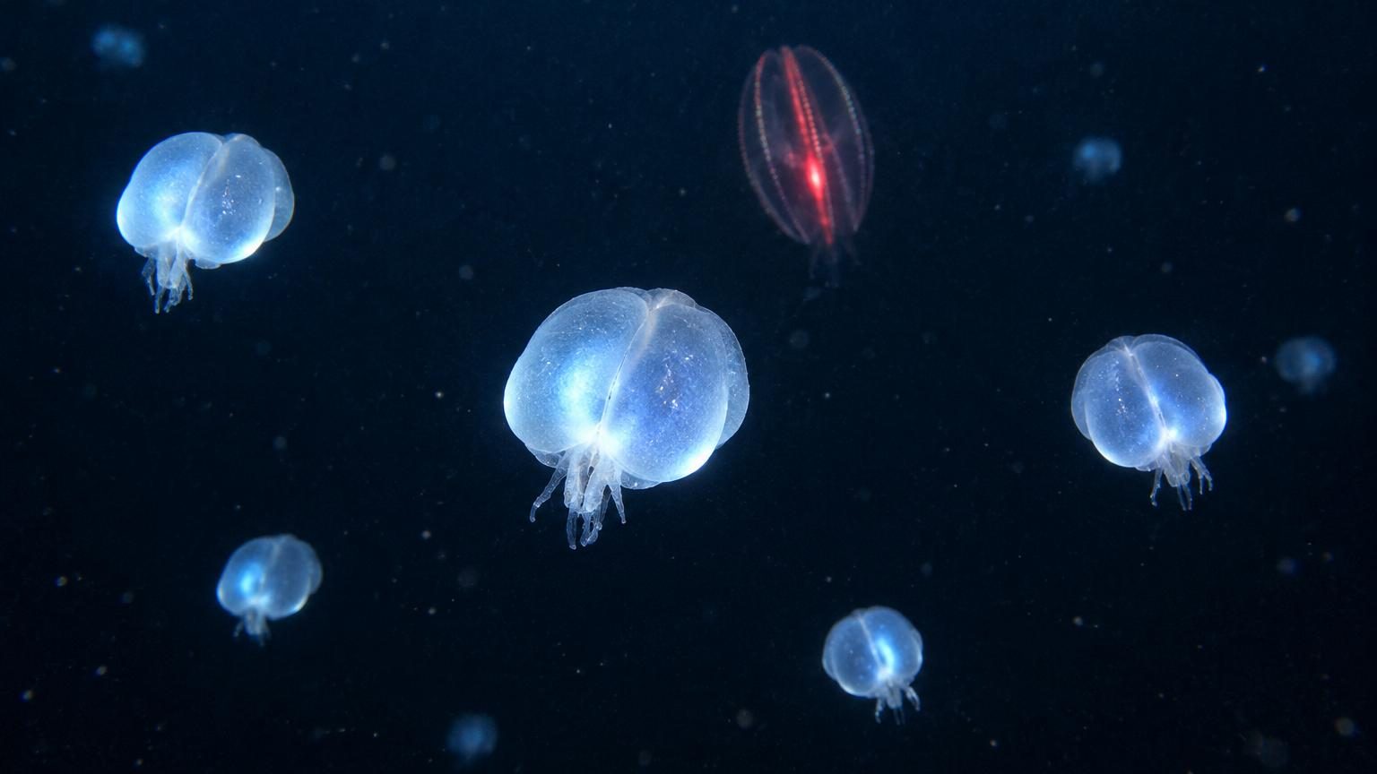 Créatures bioluminescentes flottant dans l'obscurité de l'océan profond entre 200 et 1 000 mètres, illuminées par leurs propres émissions de lumière bleue et verte.