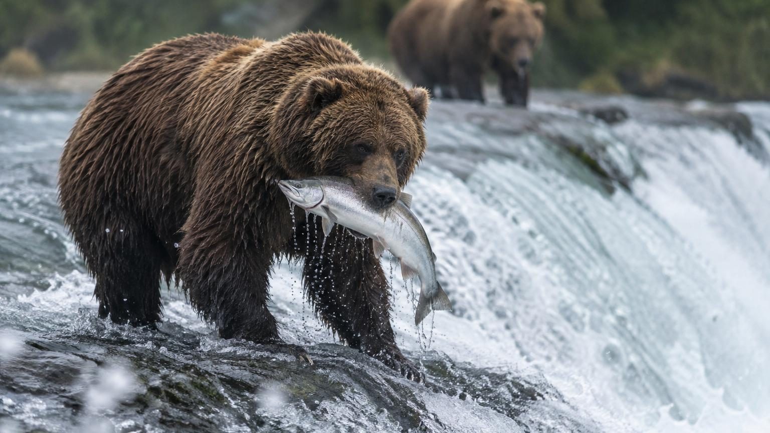 Fat Bear Week 2026 : l'ours n°89, surnommé « Backpack », sacré champion après avoir battu l'ourse n°910