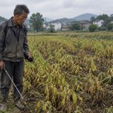 Il demande à une IA quel pesticide utiliser sur son champ : quelques jours plus tard, 10 hectares de récolte sont perdus