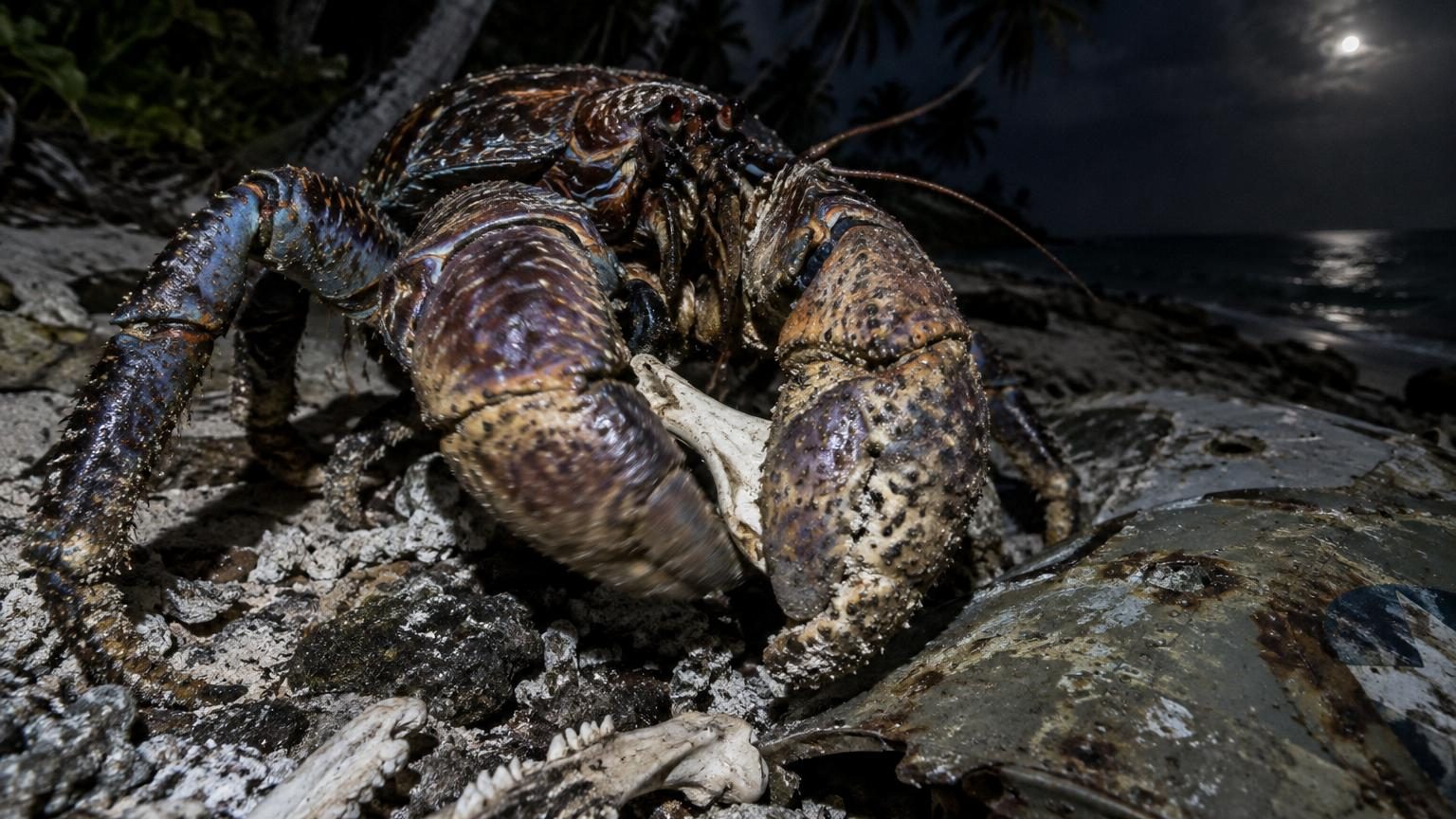 Il mesure jusqu'à 1 mètre et broie les os avec ses pinces : ce crabe géant aurait dévoré le corps d'Amelia Earhart