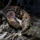 Il mesure jusqu'à 1 mètre et broie les os avec ses pinces : ce crabe géant aurait dévoré le corps d'Amelia Earhart