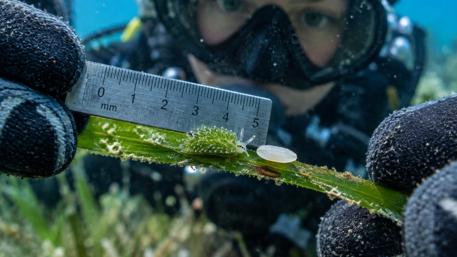 Il mesure la taille d'un grain de riz et vit de la lumière du soleil : ce mollusque est élu invertébré de l'année 2026