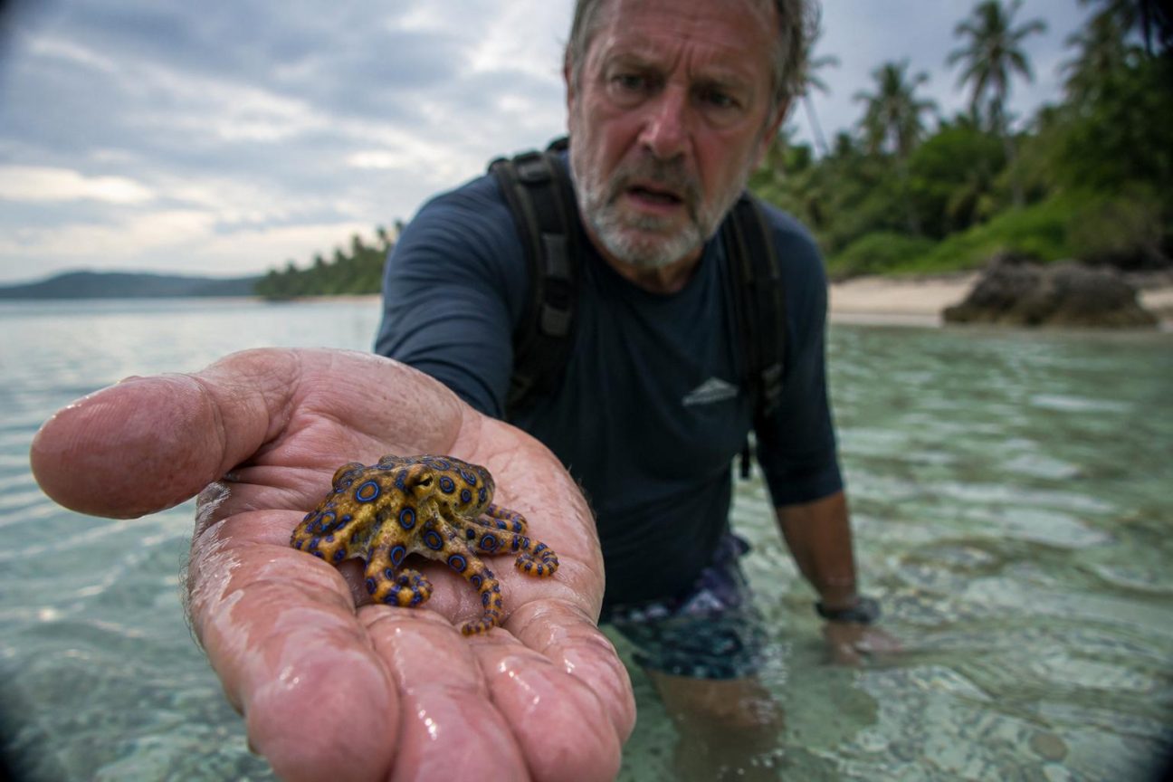 Il prend une petite pieuvre dans sa main pendant ses vacances à la plage : la vidéo révèle l'un des animaux les plus mortels au monde