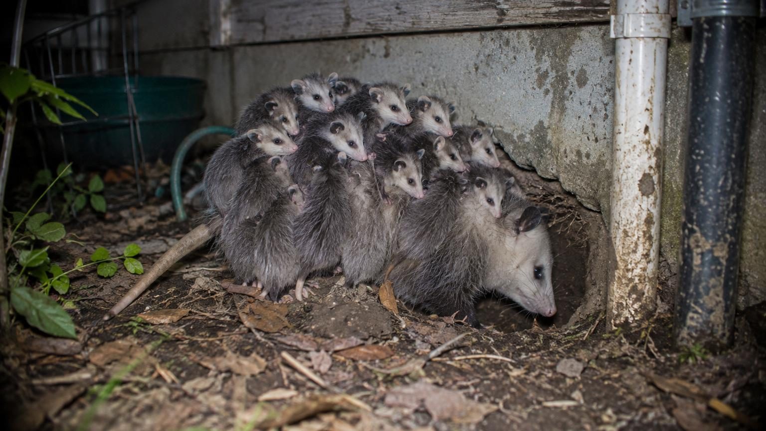 Une mère opossum se faufile dans un terrier étroit avec dix bébés agrippés à son dos, formant une masse compacte de fourrure en mouvement.
