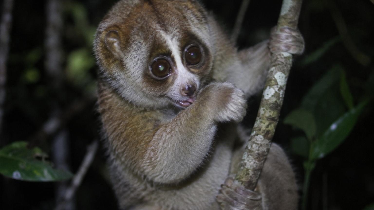 Il ressemble à une peluche et fait des millions de vues : ce primate est le seul au monde à être venimeux