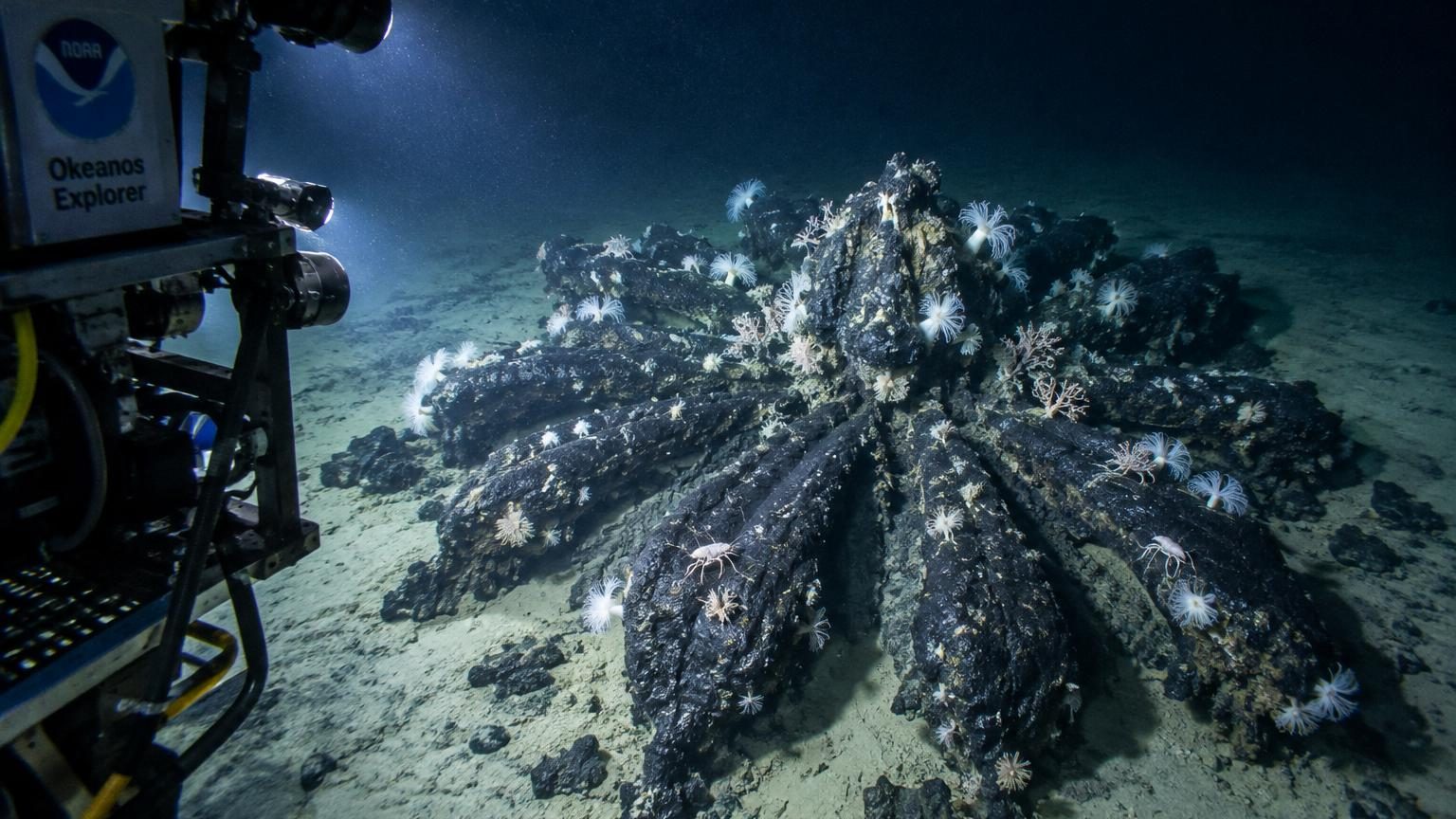 Ils cherchaient une épave à 1 890 mètres de profondeur : ce que le sonar avait repéré n'était pas un navire mais des « fleurs » géantes de goudron