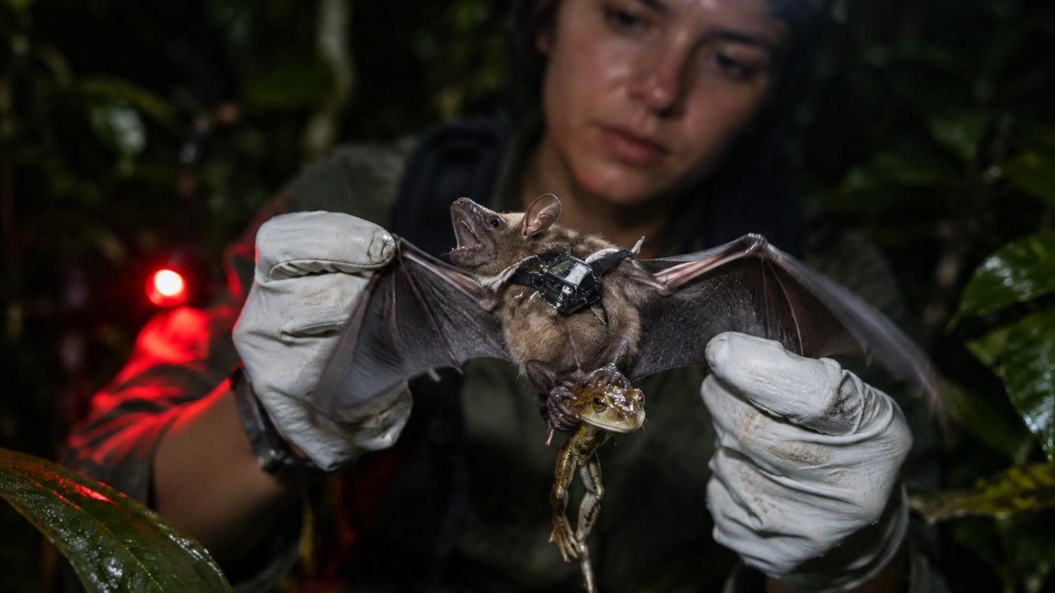 Ils équipent 20 chauves-souris carnivores de mini-sacs à dos : leur technique de chasse ressemble à celle des lions