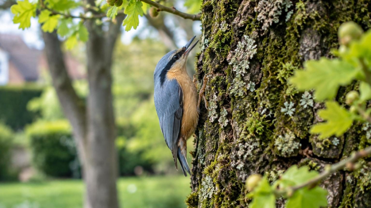 La sittelle torchepot revient dans les jardins en avril : elle ne s'installe que si vous avez ces arbres précis