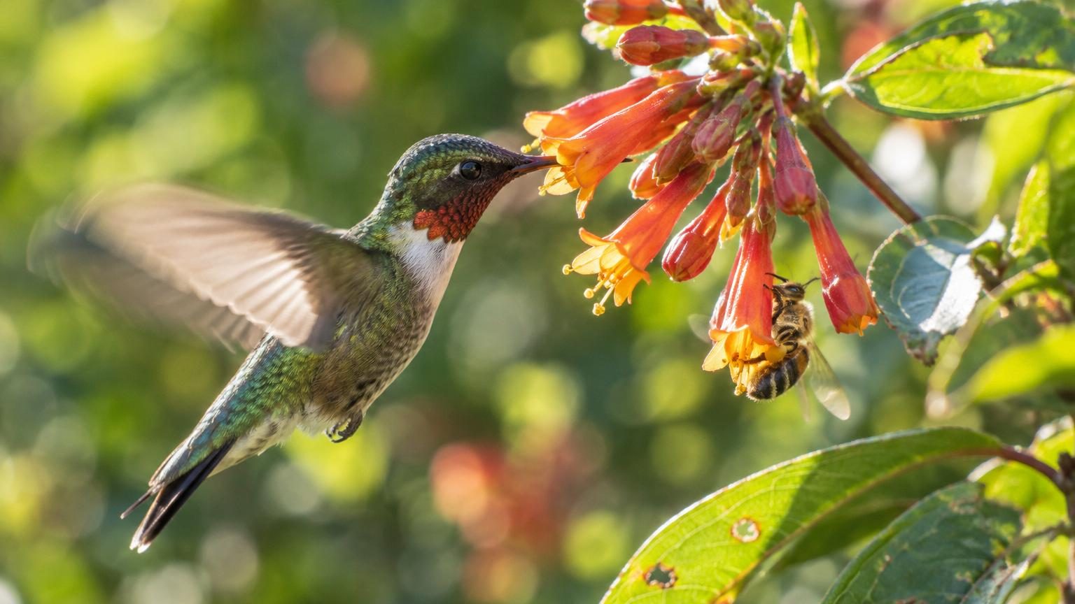 Les abeilles et les colibris boivent de l'alcool toute la journée : les scientifiques découvrent pourquoi ils ne sont jamais ivres