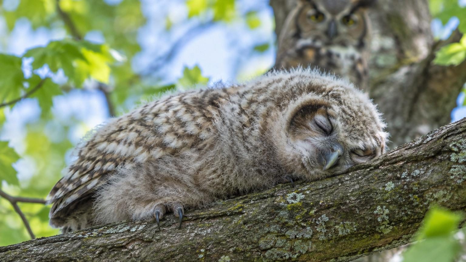 Jeune chouette affalée sur une branche, allongée à plat ventre avec la tête posée au sol, dans une posture caractéristique des bébés rapaces en phase de développement.
