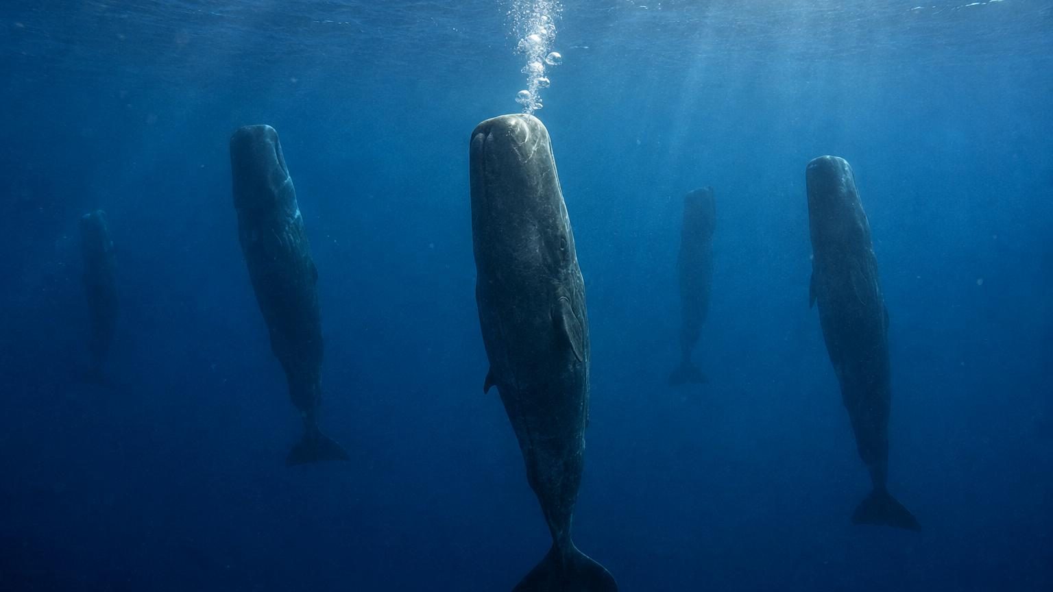 Les cachalots soufflent des bulles avant de s'endormir : une étude révèle enfin pourquoi ils ne remontent pas à la surface