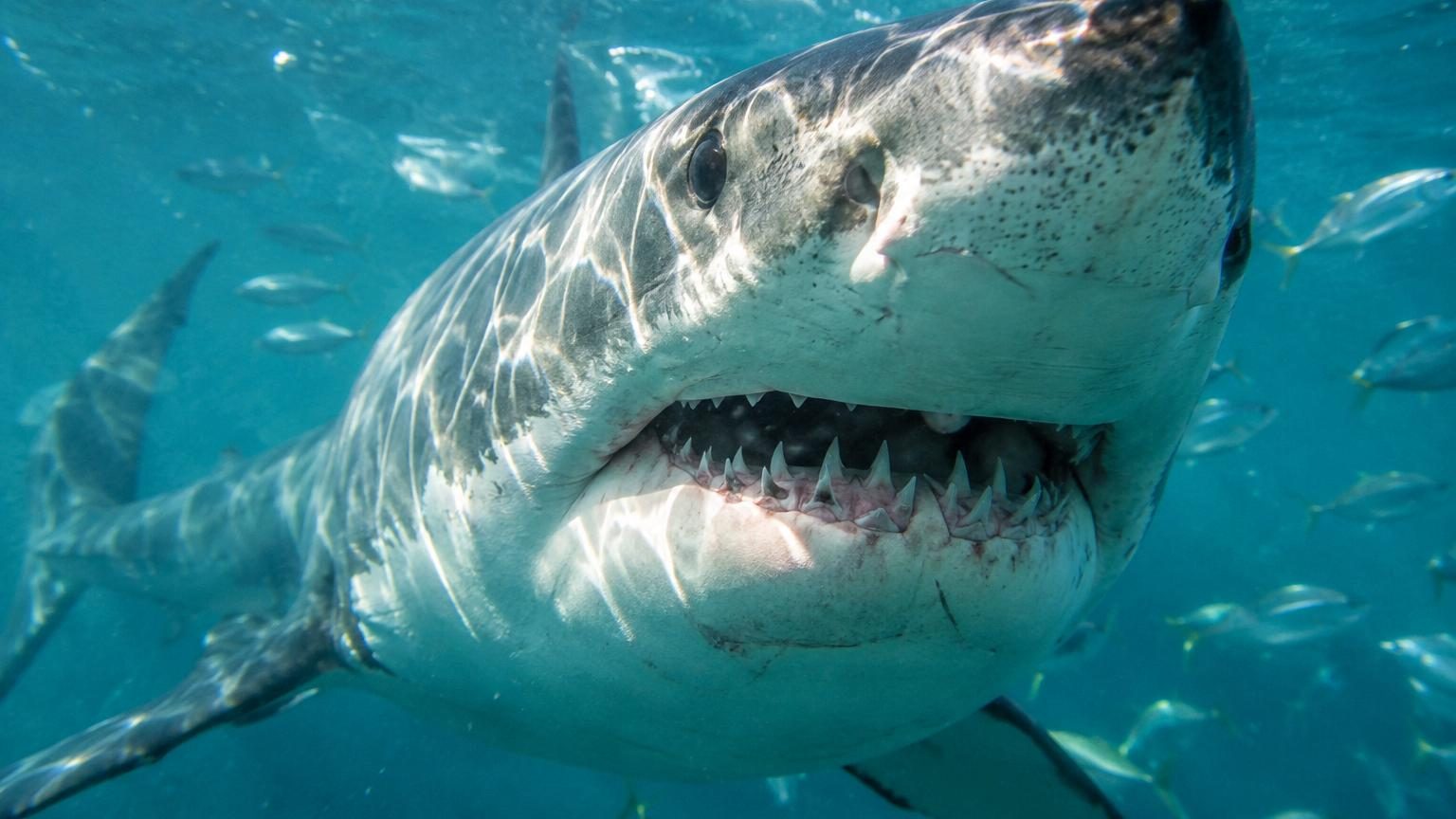 Les grands requins blancs changent de dents au fil de leur vie : ce que les chercheurs ont découvert sur leur menu