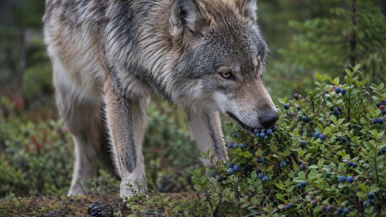 Les loups mangent des myrtilles et personne ne s'en doutait : une étude révèle ce que deviennent les graines après la digestion