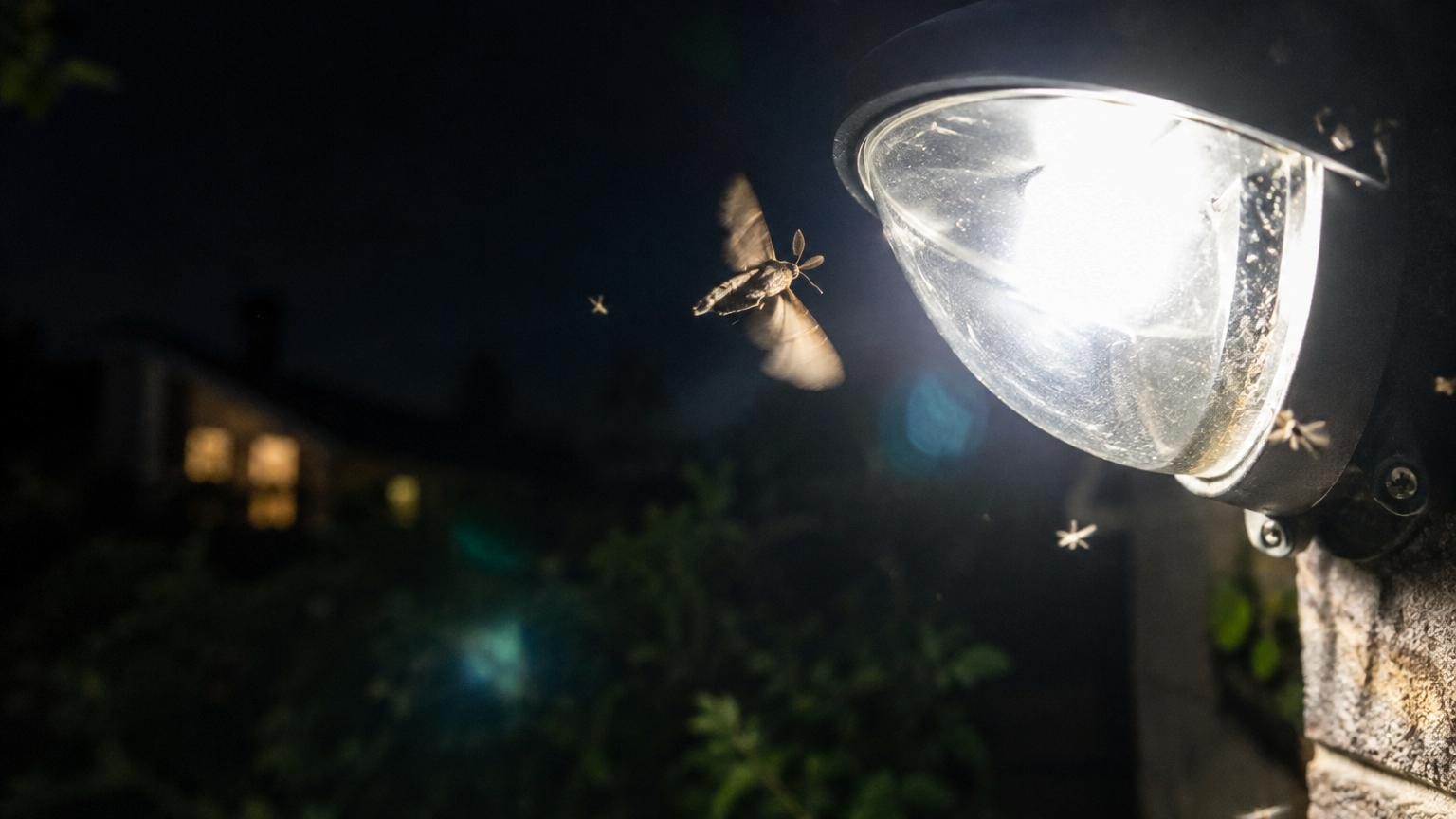 Les papillons de nuit ne tournent pas autour des lampes : voici ce que les scientifiques ont enfin compris