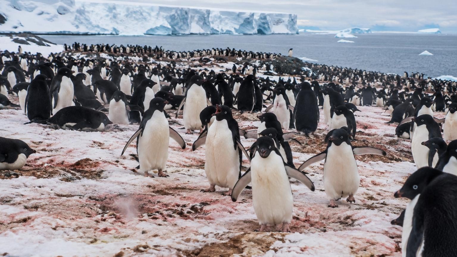 Colonie dense de manchots Adélie noirs et blancs regroupés sur la glace antarctique, avec des nuages bas visibles en arrière-plan au-dessus de l'océan côtier
