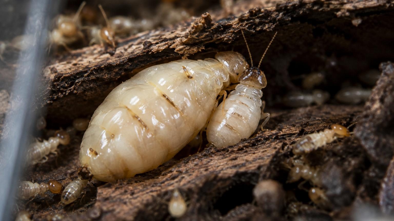 Les termites vivent en couple fidèle toute leur vie : les scientifiques ont enfin trouvé pourquoi