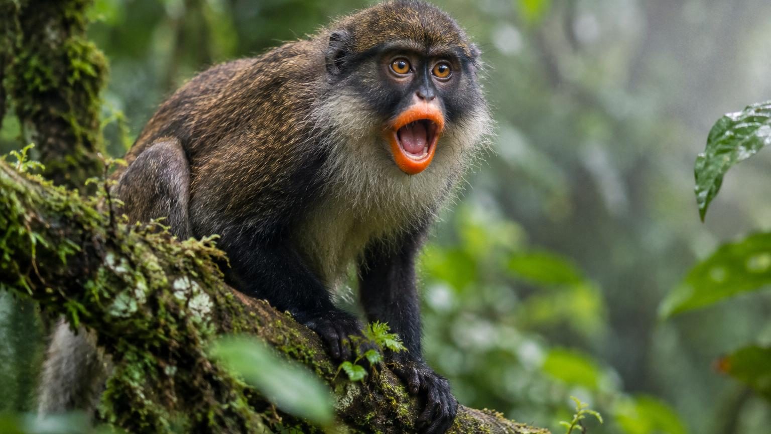 Jeune singe aux lèvres orange vif et au pelage noir brillant, visage marqué par un masque de noir autour des yeux, perché sur une branche en forêt tropicale.