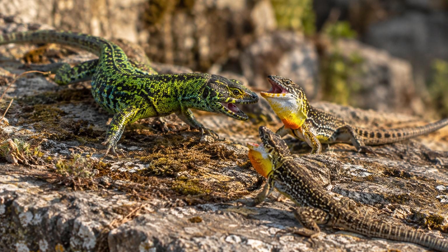 Pendant des millions d'années, trois couleurs de lézards cohabitaient : un nouveau venu vert et agressif efface cet équilibre à vitesse record