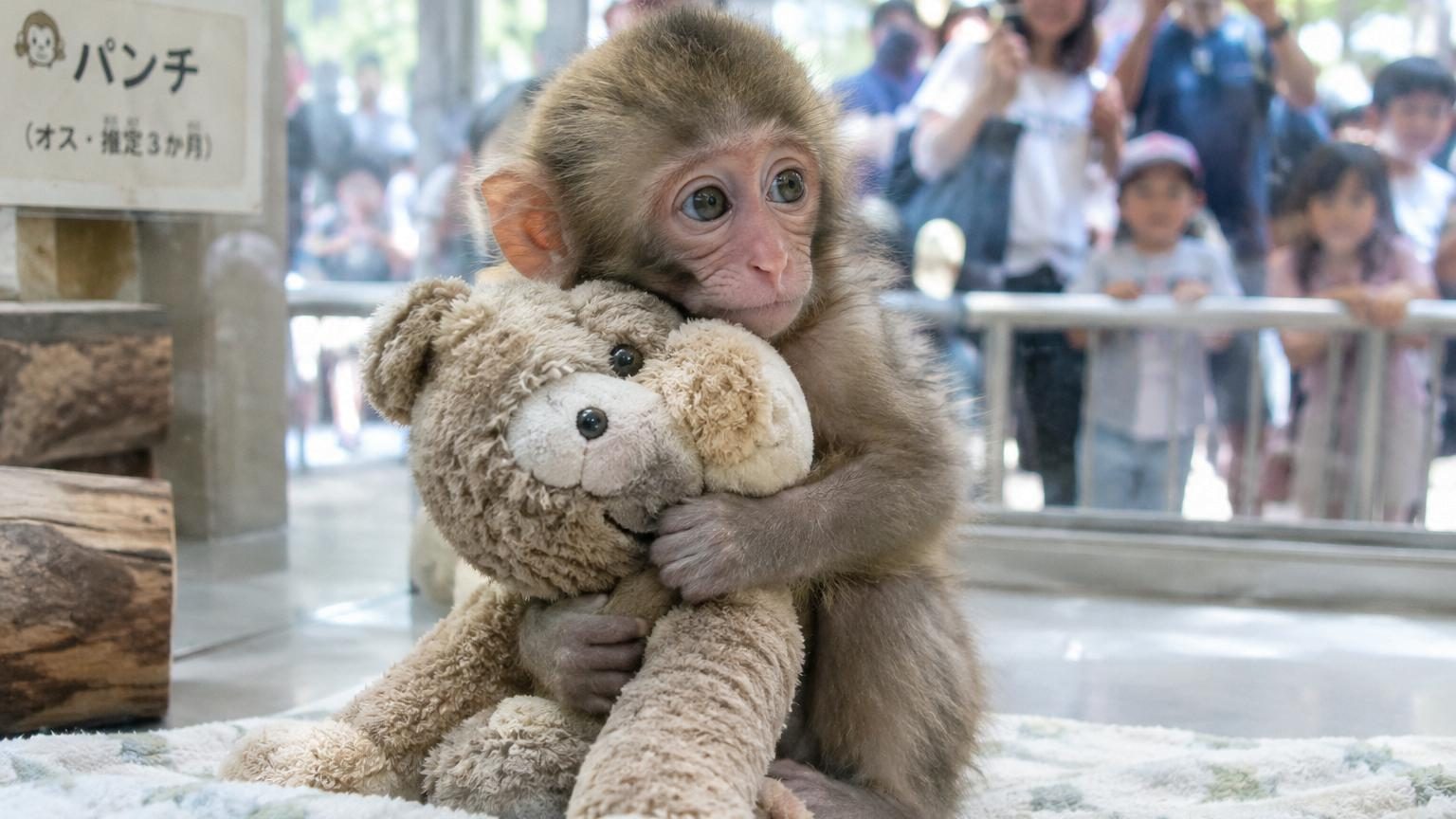 Punch, bébé singe orphelin, s’accroche à une peluche : 8 000 visiteurs en un week-end dans ce zoo du Japon