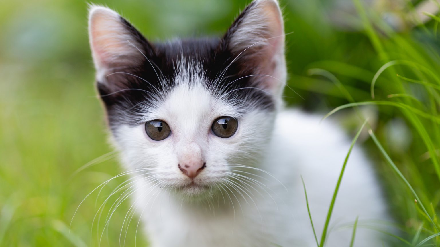 Mémoire, attention, angoisse de séparation : la science commence enfin à percer ce qui se passe dans la tête de votre chat quand vous n&rsquo;êtes pas là