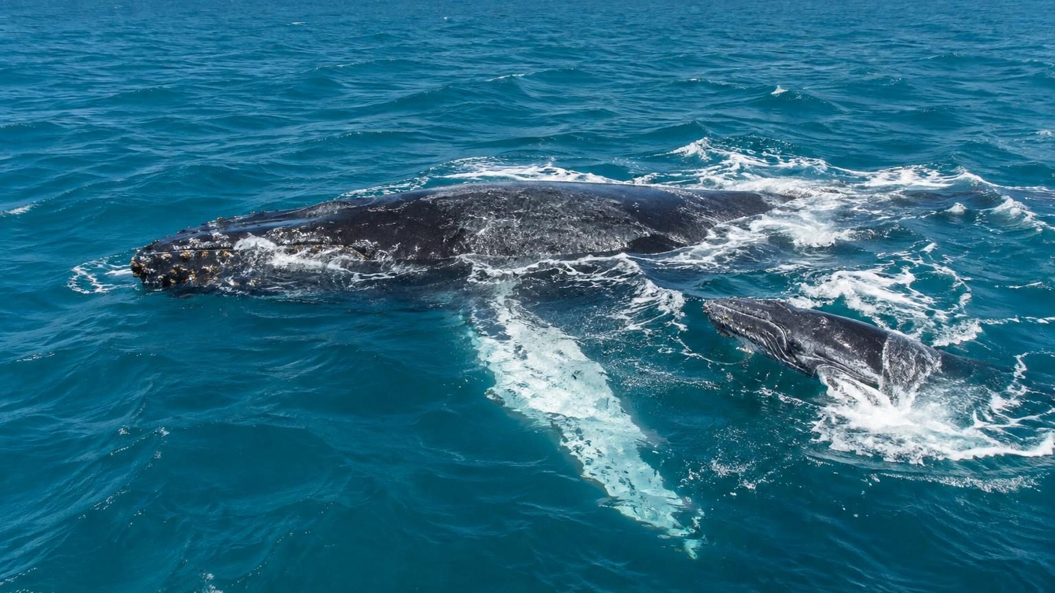 Un drone filme depuis le ciel une femelle baleine à bosse entourée d'une traînée sanguine rouge, avec l'émergence d'un petit baleineau blanc tout juste né à la surface de l'océan au large de l'Australie.