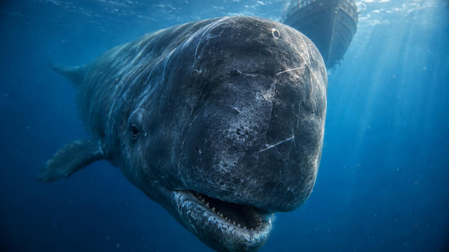 Un étrange organe caché dans la tête du cachalot : voici ce qui lui permet de couler des navires plus gros que lui