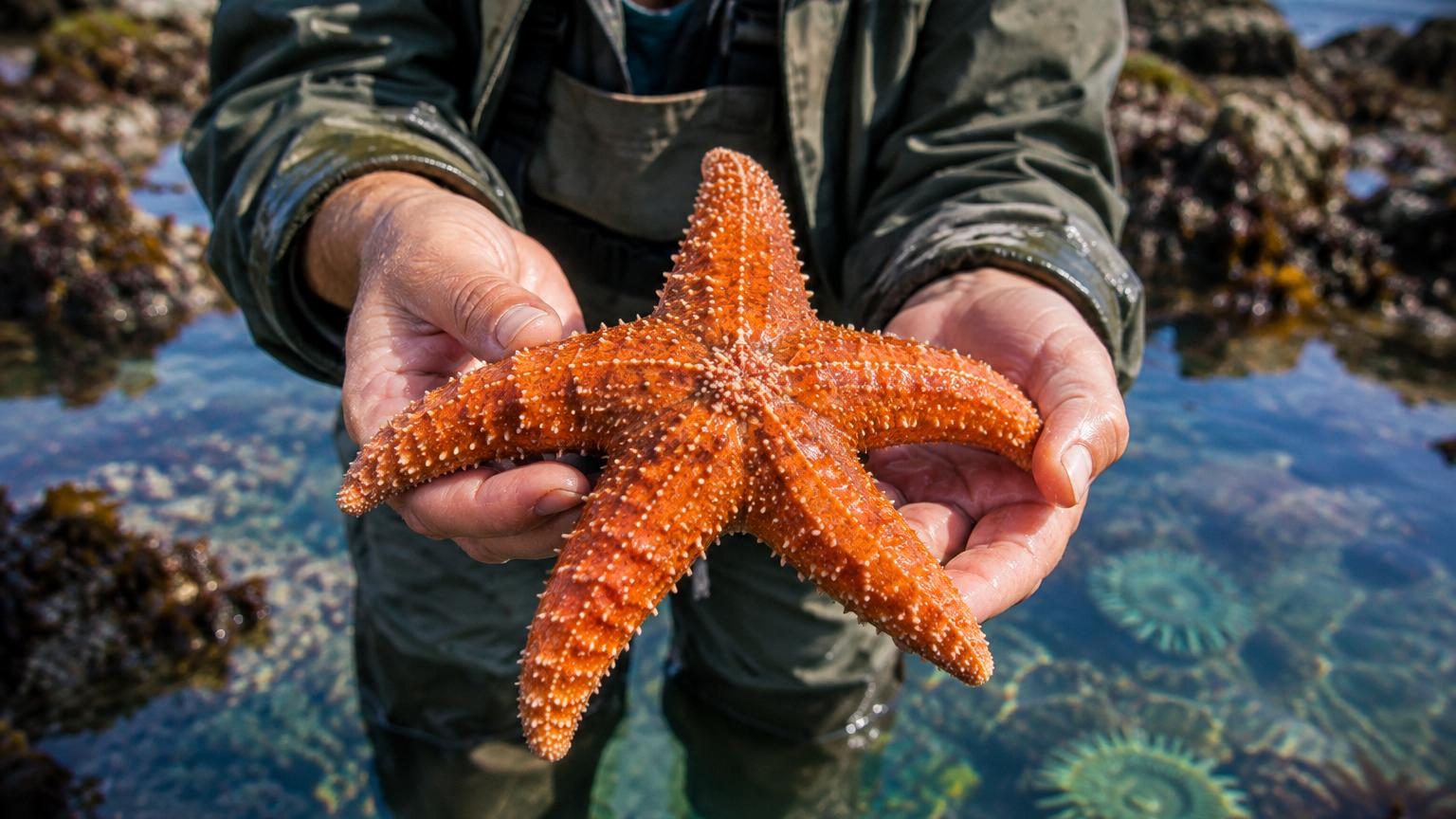 Un mystère vieux de plusieurs siècles résolu : voici où se trouve vraiment la tête de l&rsquo;étoile de mer